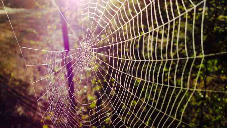 i ragni vivono raramente nelle nostre case