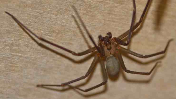 i ragni non sono aggressivi verso le persone