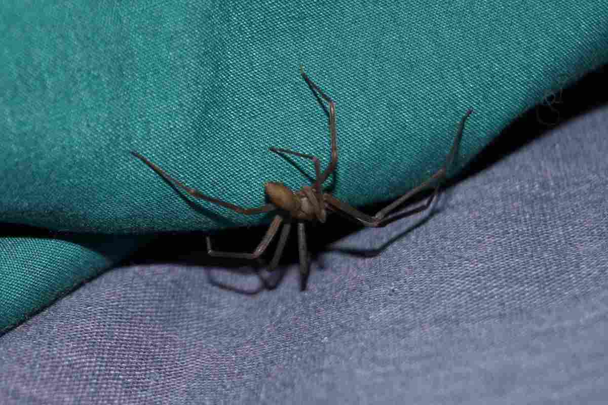 Morto a causa di un ragno violino: caso raro o rischio concreto?