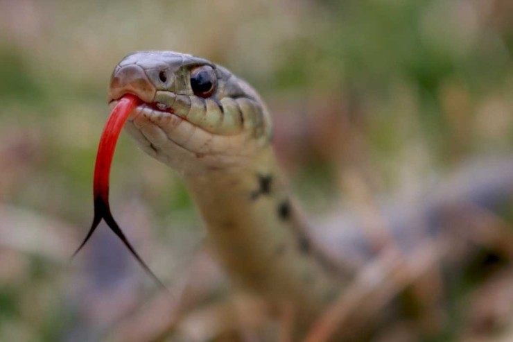 Serpenti su per il WC