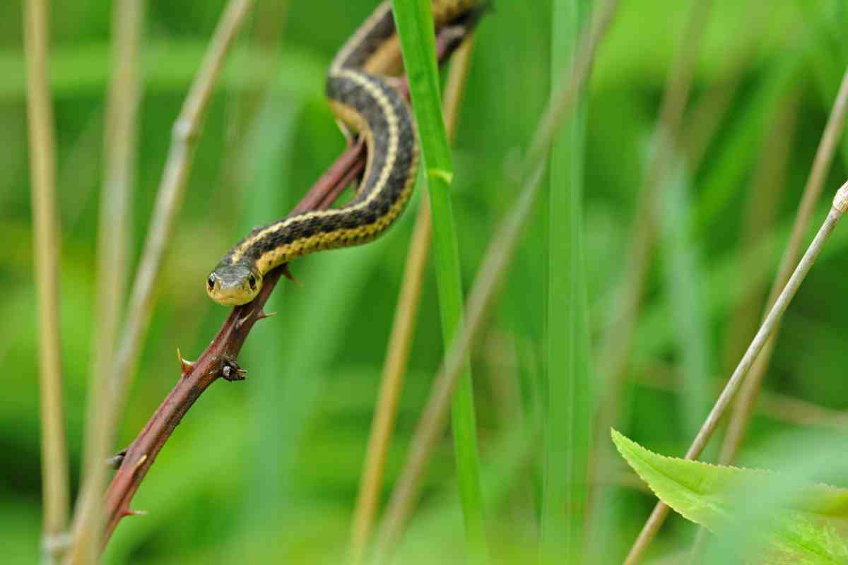 cosa significa quando un serpente appare in sogno