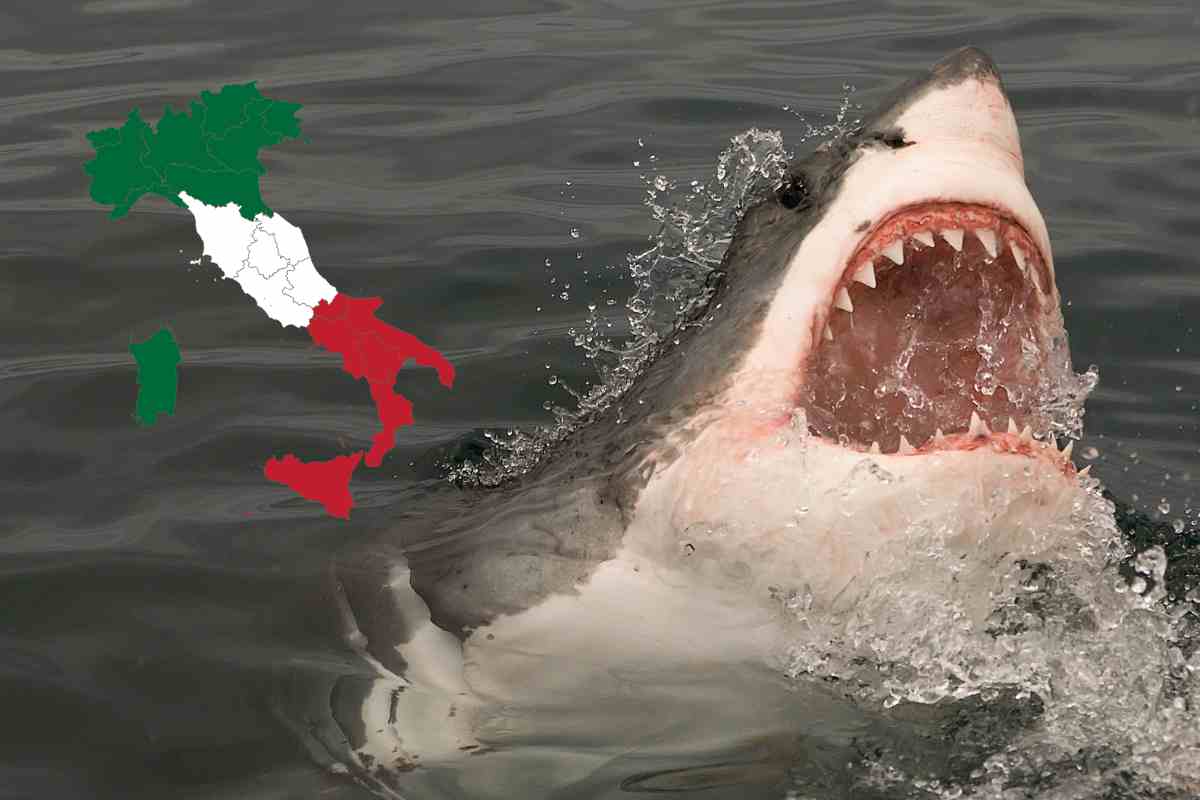 Quali squali in Italia?