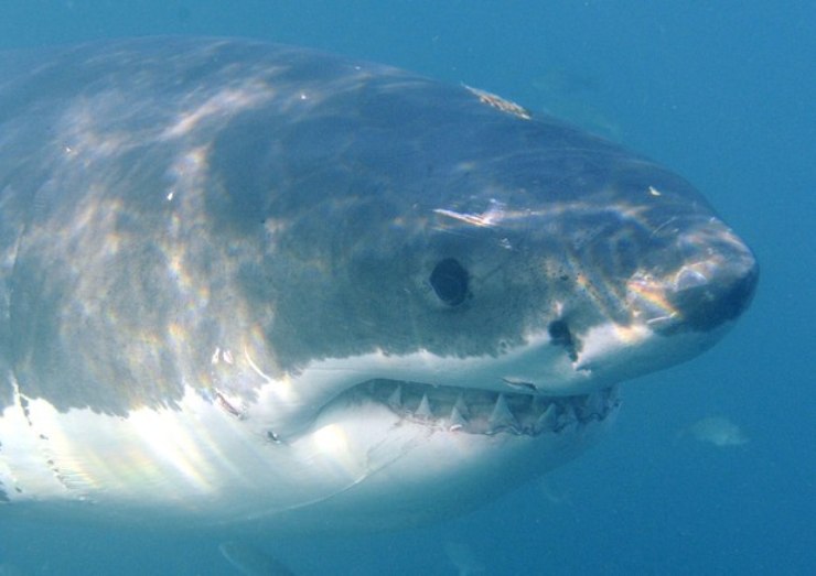 quali sono i pesci più grandi mai pescati