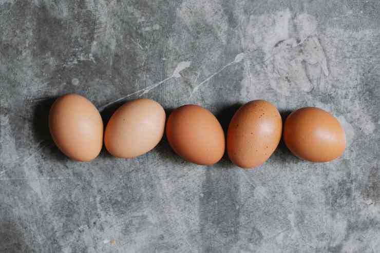 Il canto della gallina protegge le uova