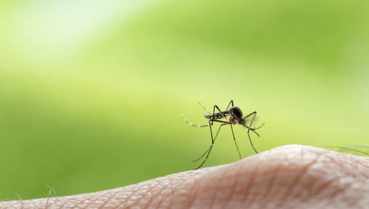 La zanzara è l'animale più pericoloso per l'uomo
