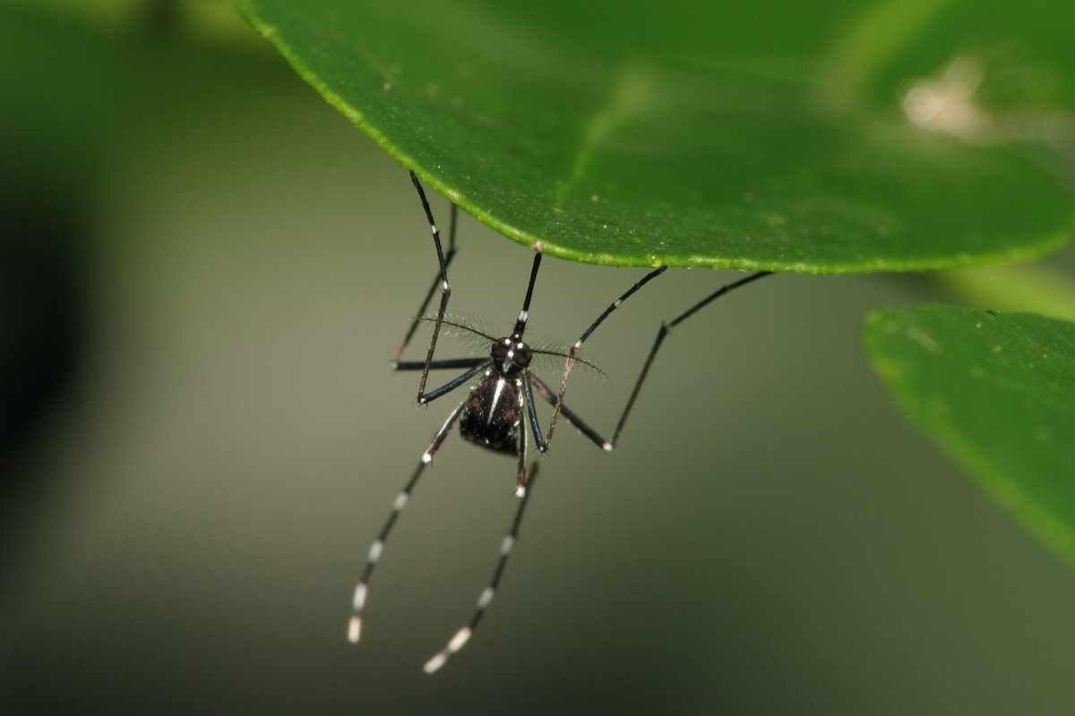 Zanzare, a cosa servono davvero