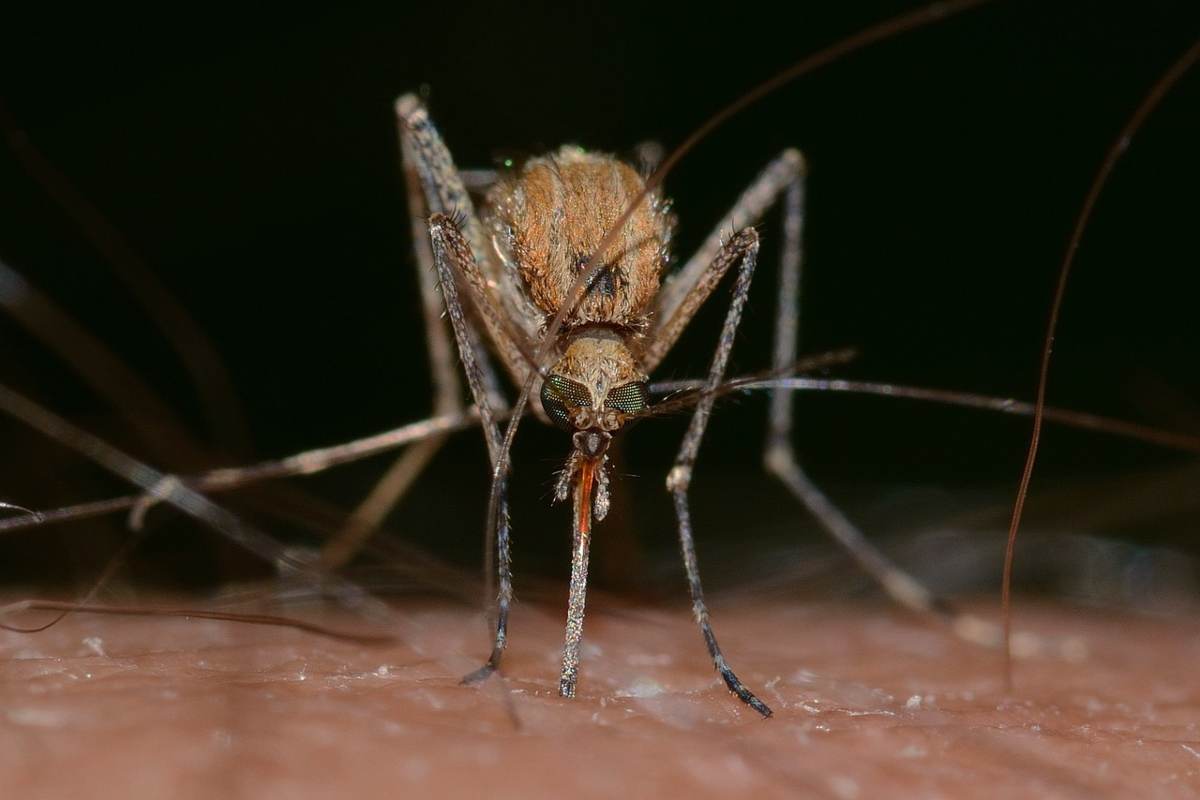 quali malattie portano le zanzare