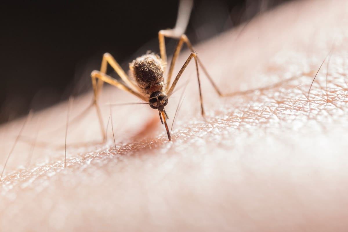 zanzare attratte tipi pelle