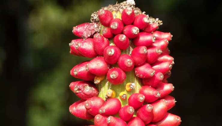 Integratori naturali