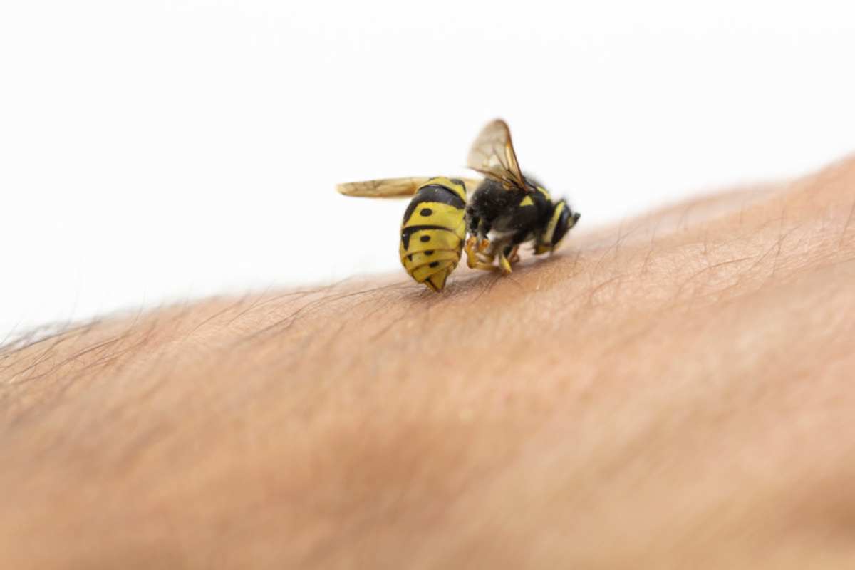 Cosa fare se si viene punti da un'ape