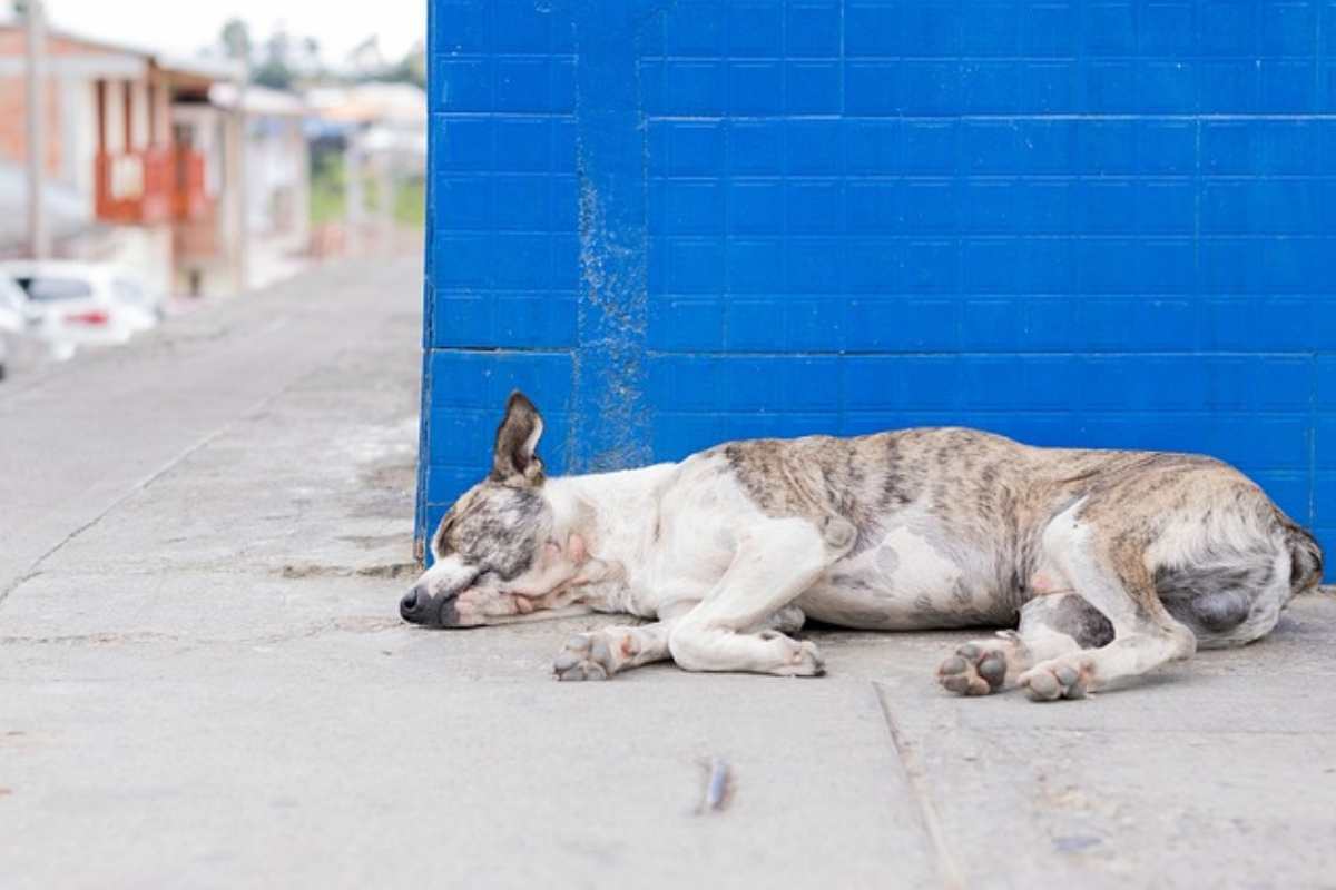 cane in difficoltà