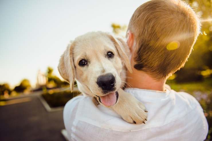 cos'è il vuoto normativo per animali domestici