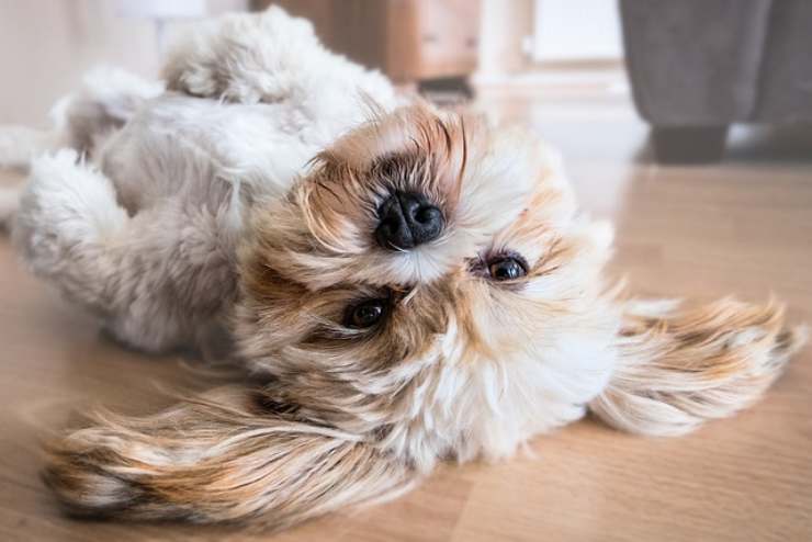 quando si può negare cane in condominio