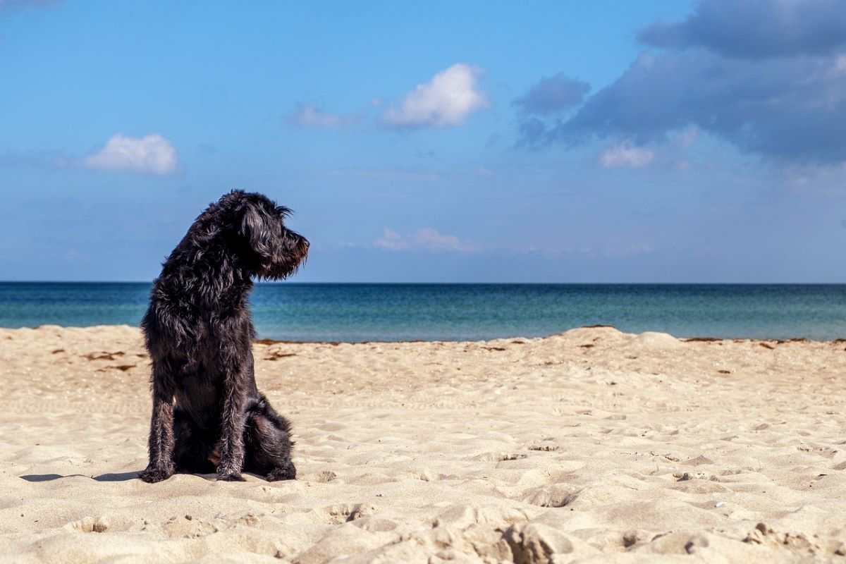 cani spiaggia regole da rispettare