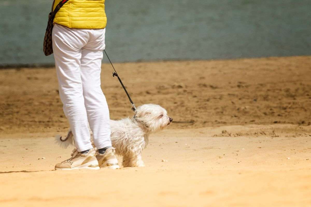 cani spiaggia regole da rispettare