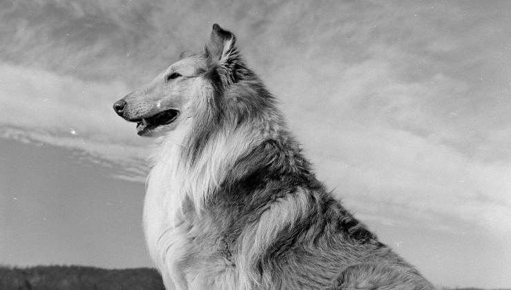 Lassie che fine ha fatto il cane che lo ha interpretato