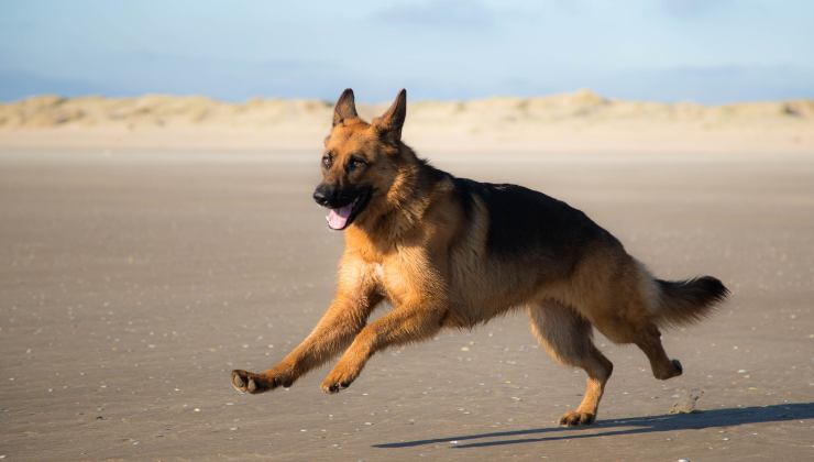 Rin Tin Tin: dopo il successo com'è andata a finire