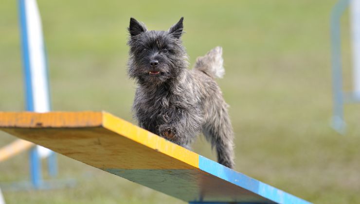 Terry interpretò Toto nel film del Mago di Oz poi cos'è successo