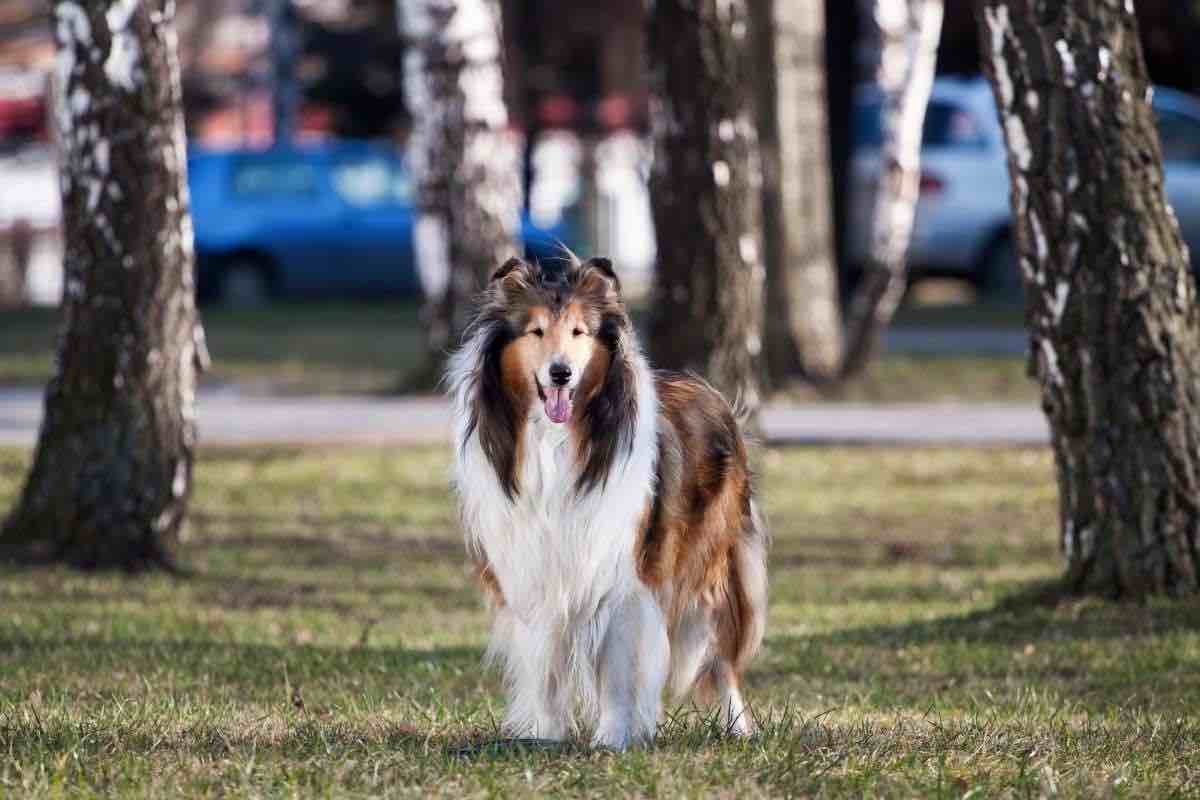Cos'è successo ai cani famosi della televisione?