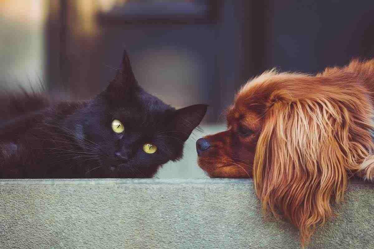 Influenza aviaria, cani e gatti positivi a Brescia