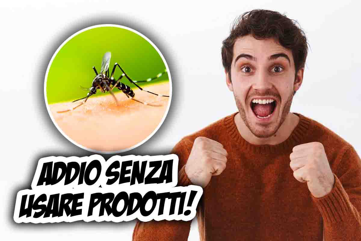 allontanare zanzare senza prodotti chimici