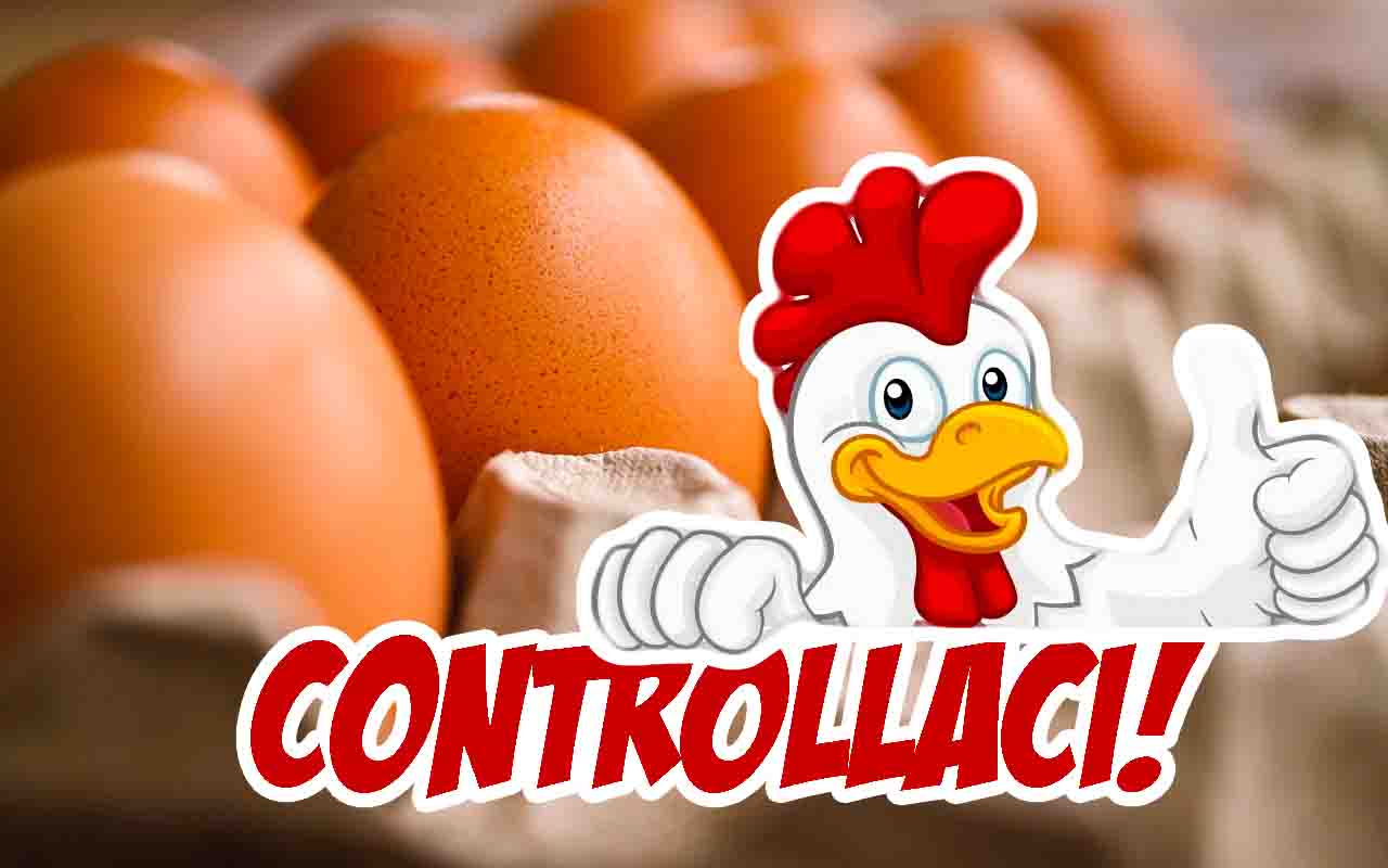 uova galline allevate terra le differenze