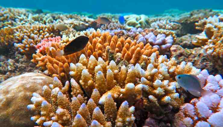 dove si può vedere la barriera corallina