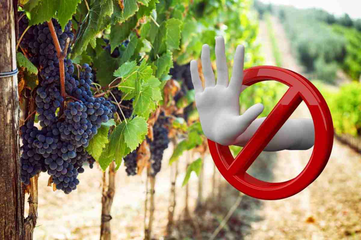 stop al vino in italia