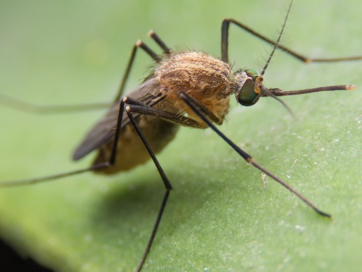 rimedi naturali contro zanzare