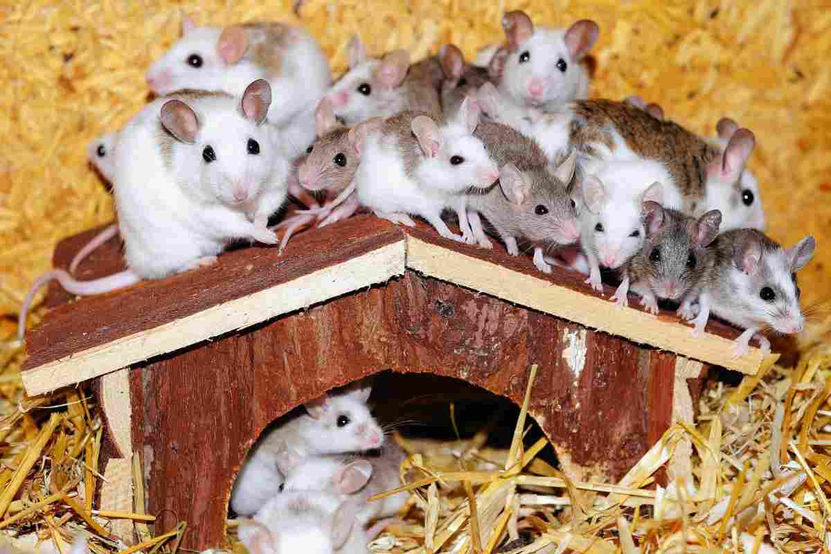 Soluzioni contro i topi