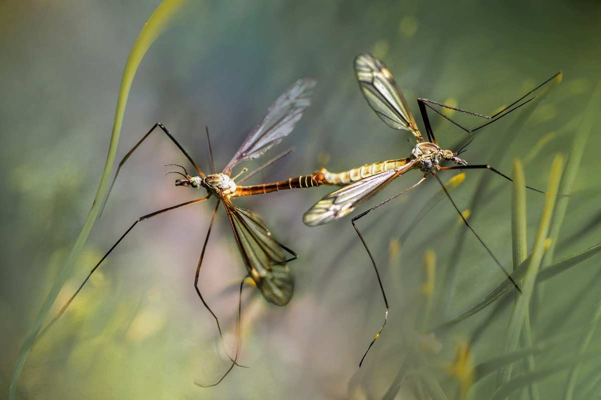 Rimedi naturali contro le zanzare