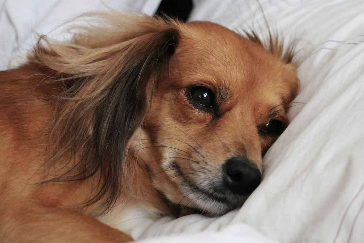 Dormire con il cane: vantaggi e svantaggi