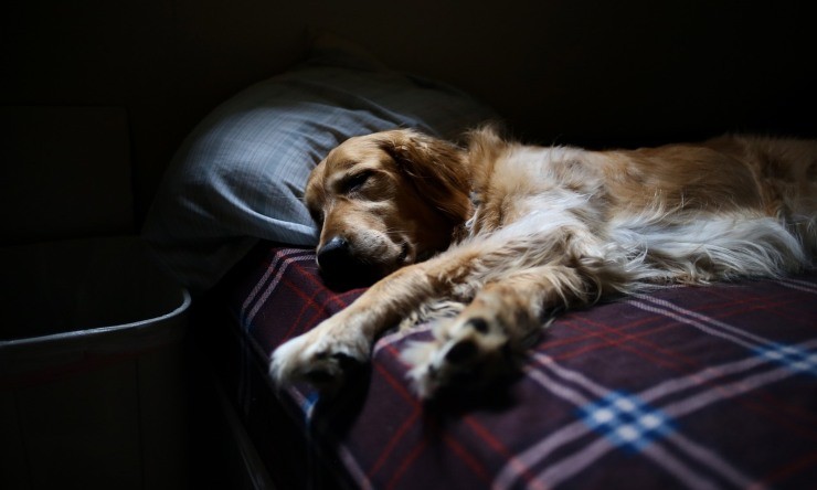 Cane a letto, quali sono i benefici per la salute