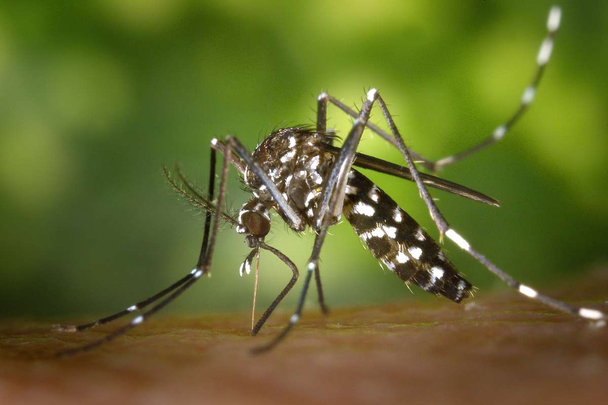 Nuovo pericolo in Italia, arriva la Dengue