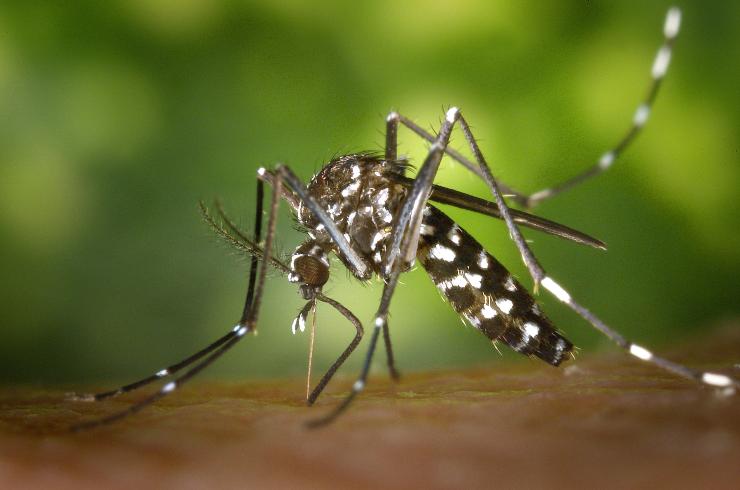 Febbre Dengue, ecco le cause