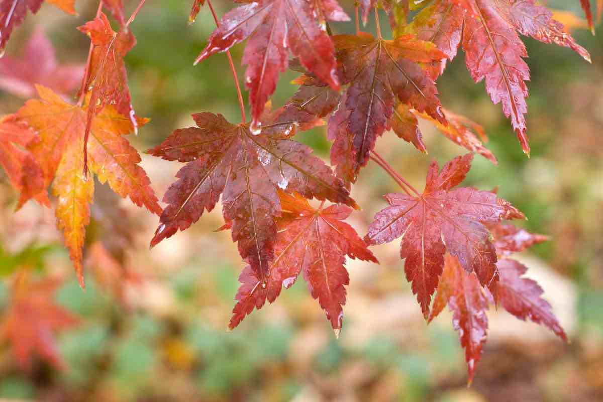 meteo, in arrivo giornata autunnale