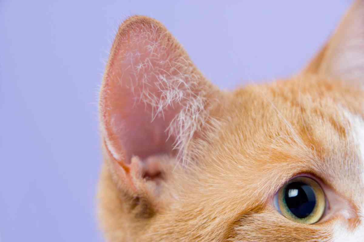 Il gatto usa le orecchie per comunicare