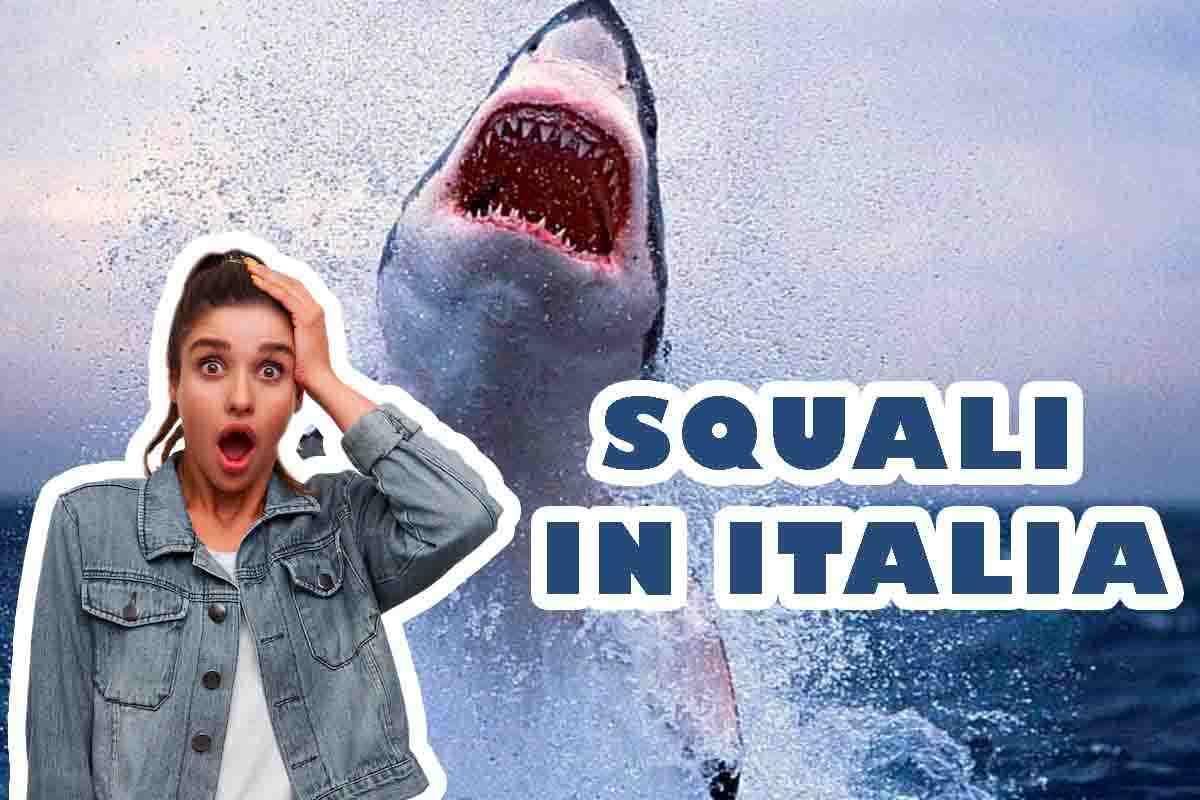 Ecco i dieci squali che puoi trovare in Italia