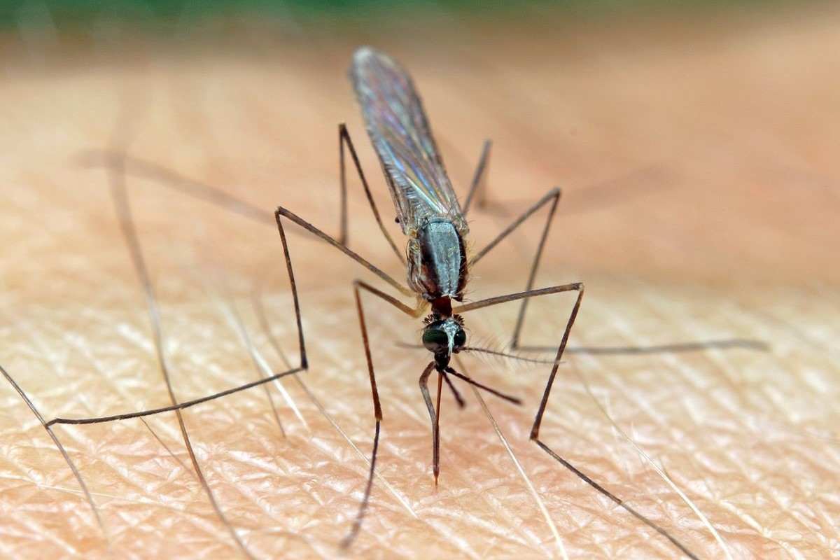 zanzara Anopheles pericolo mortale come proteggersi