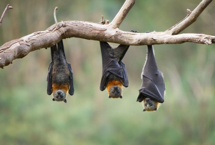 causa della resistenza dei pipistrelli