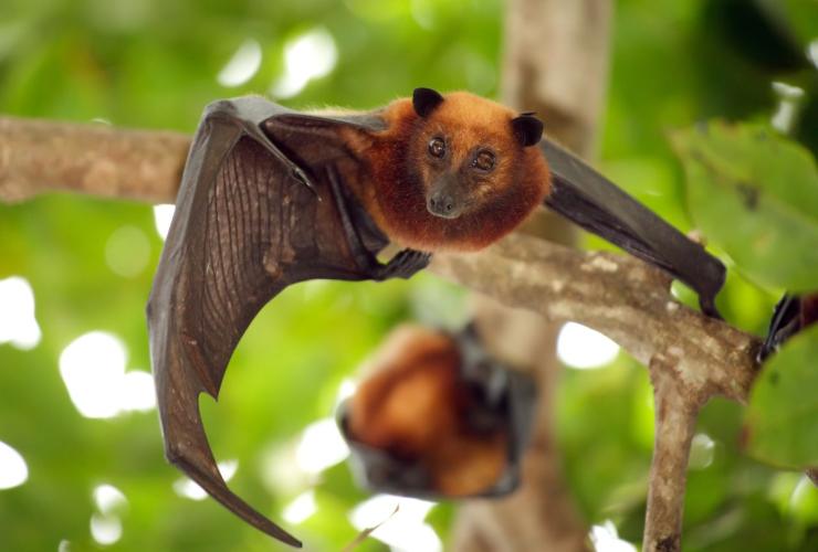 cosa hanno scoperto i ricercatori sui pipistrelli