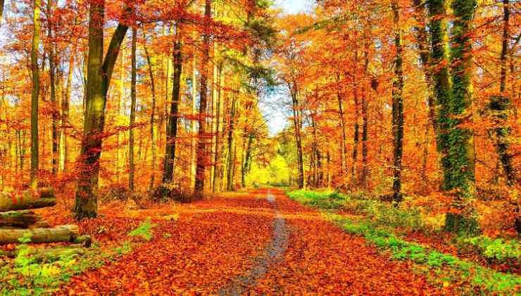 il foliage si può ammirare al parco della sila