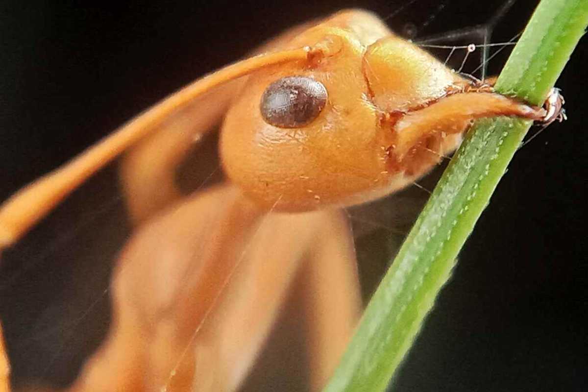 la formica di fuoco è velenosa