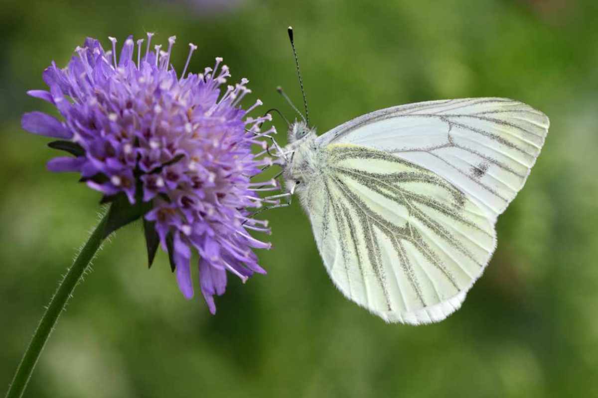 cosa sono farfalle cavolaie