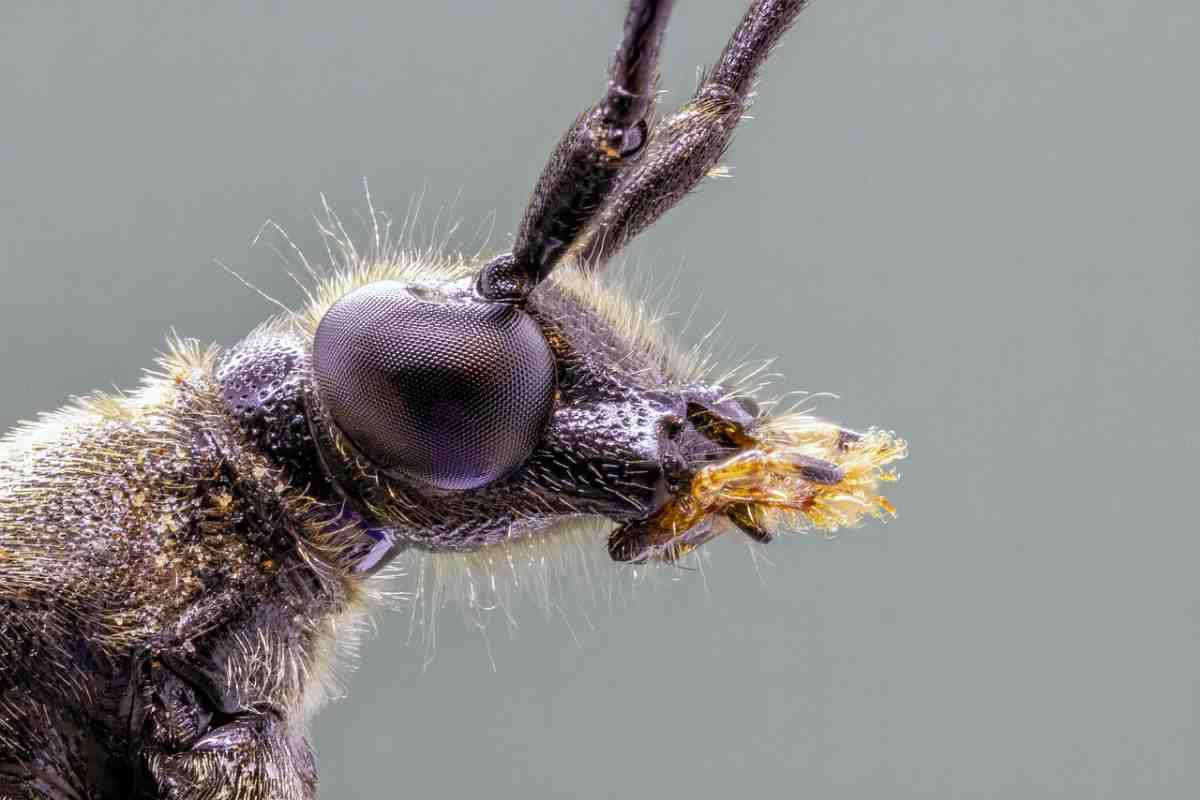 7 segnali per riconoscere la presenza di scarafaggi in casa