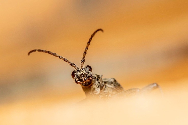 come riconoscere scarafaggio